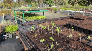 En matière de substrats, pépiniéristes, horticulteurs, services d’espaces verts ou particuliers n’ont pas les mêmes besoins. Ceux utilisés par les premiers ont des pourcentages en tourbe beaucoup moins élevés. En matière de substrats, pépiniéristes, horticulteurs, services d’espaces verts ou particuliers n’ont pas les mêmes besoins. Ceux utilisés par les premiers ont des pourcentages en tourbe beaucoup moins élevés.