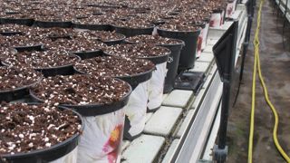 Outre la tourbe, les prix sont en hausse pour la plupart des ingrédients qui composent les substrats. Les volumes devraient être au rendez-vous, mais les prix seront élevés