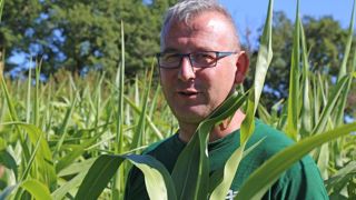 Un ensilage sorgho et maïs pour mes limousines Un ensilage sorgho et maïs pour mes limousines