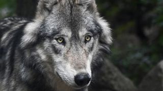 Le quota de prélèvement de loups maintenu à 17 % Le quota de prélèvement de loups maintenu à 17 %
