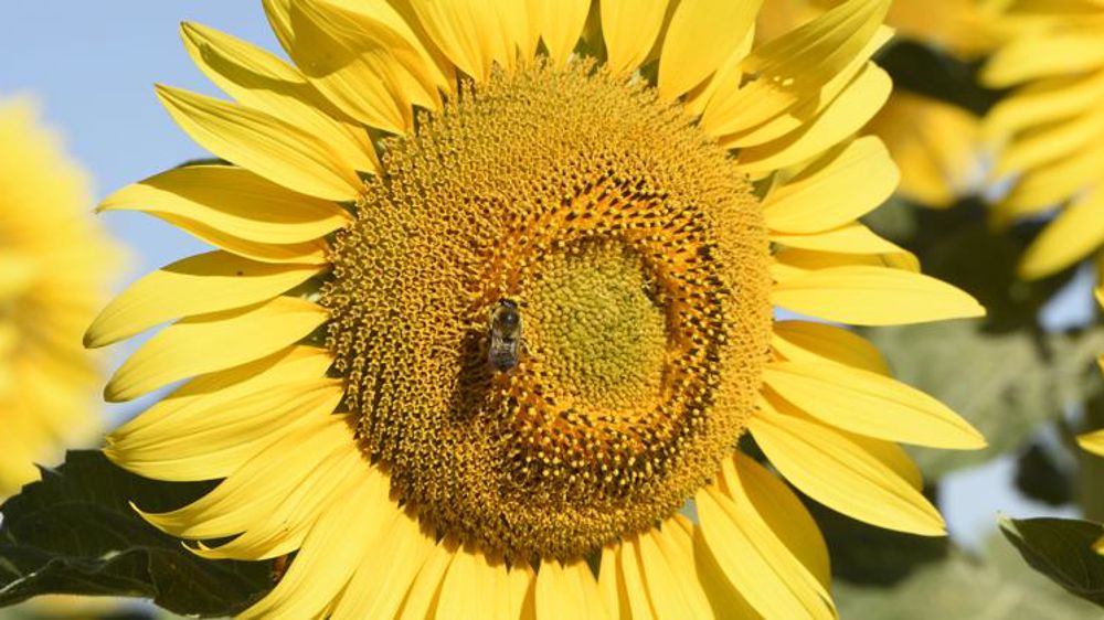 Protéger les insectes « de toute urgence »