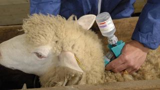 La vaccination n’est plus obligatoire en Corse La vaccination n’est plus obligatoire en Corse