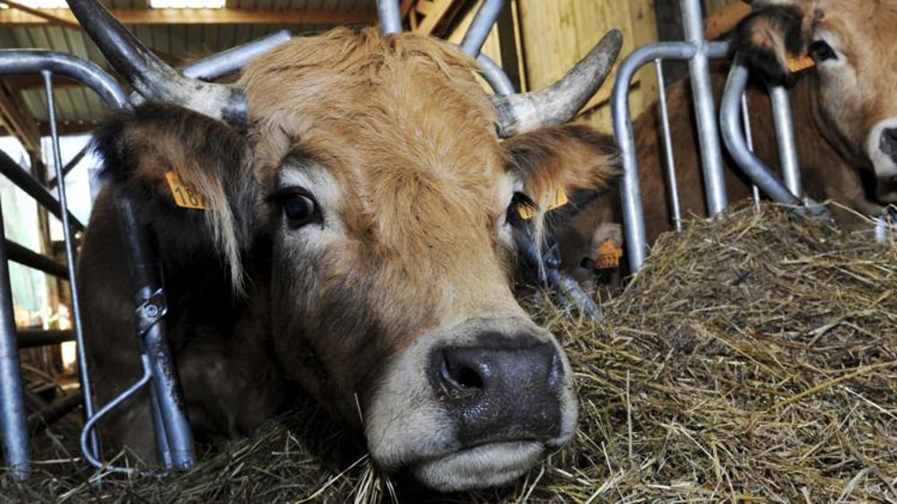 Le calendrier pour demander les aides animales en 2020