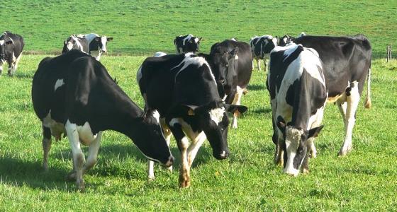 vaches pâturage déprimage