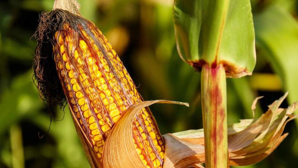 Le Brésil en route vers une récolte record