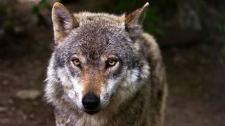 La Coordination boycotte les réunions « loup » La Coordination boycotte les réunions « loup »