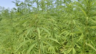 Les industriels du chanvre demandent des variétés adaptées Les industriels du chanvre demandent des variétés adaptées