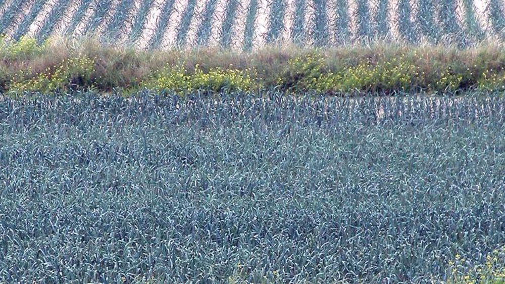 8 % de poireaux en moins