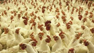 L’Arabie Saoudite boycotte le poulet brésilien L’Arabie Saoudite boycotte le poulet brésilien