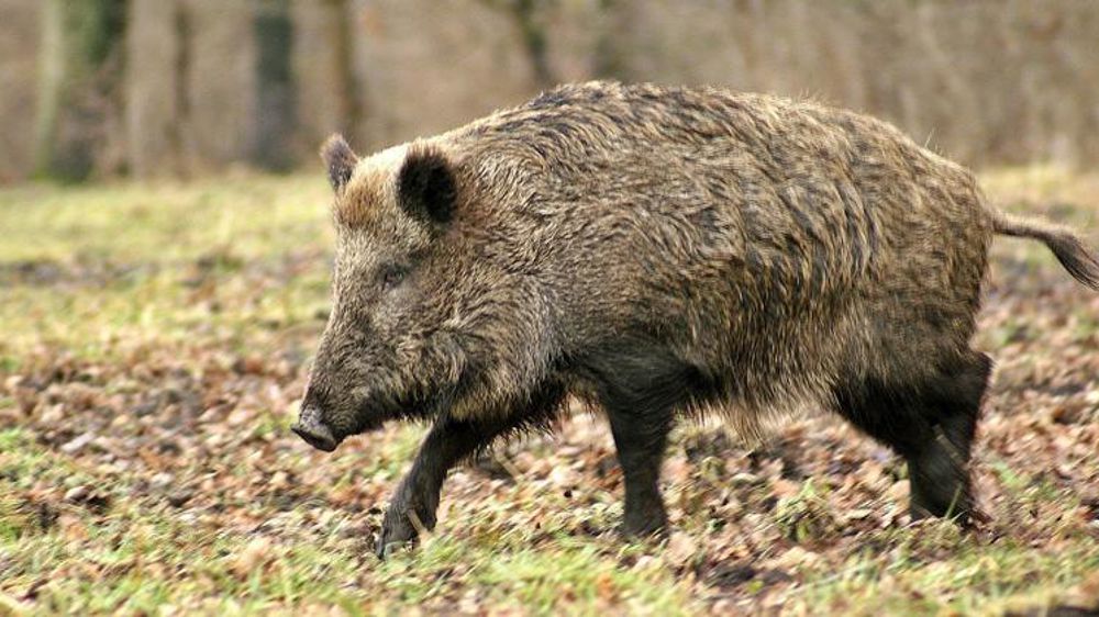 L’armée va chasser le sanglier