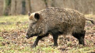 L’armée va chasser le sanglier L’armée va chasser le sanglier