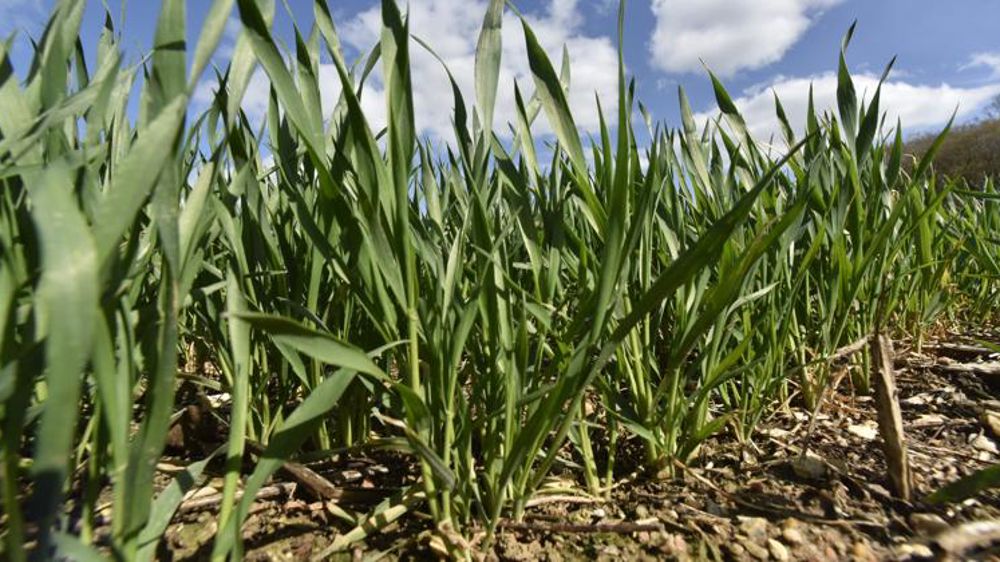 La production de blé revue à la hausse