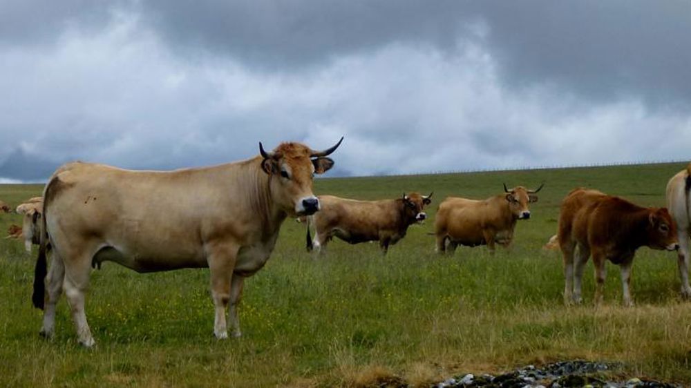 Les abattages ont progressé de 1,3 % en 2018