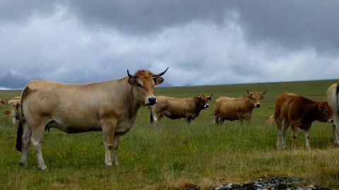 Les abattages ont progressé de 1,3 % en 2018 Les abattages ont progressé de 1,3 % en 2018