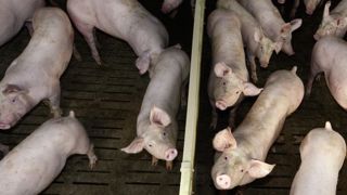Les mesures de biosécurité obligatoires en élevage Les mesures de biosécurité obligatoires en élevage