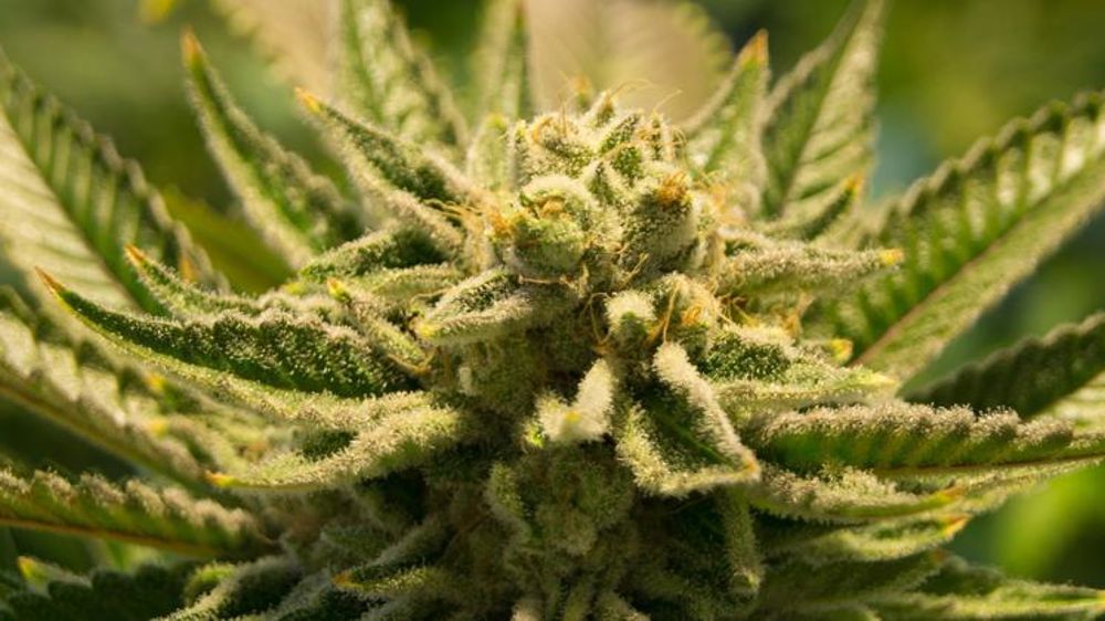 Feu vert définitif à l’exportation de cannabis