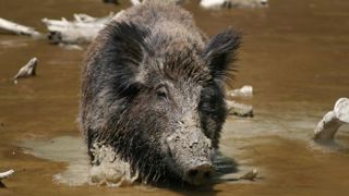 Les chasseurs de sangliers traqués par les écologistes Les chasseurs de sangliers traqués par les écologistes