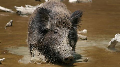 Les chasseurs de sangliers traqués par les écologistes Les chasseurs de sangliers traqués par les écologistes