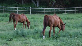 Au tribunal, le « roi des chevaux » sur le gril Au tribunal, le « roi des chevaux » sur le gril