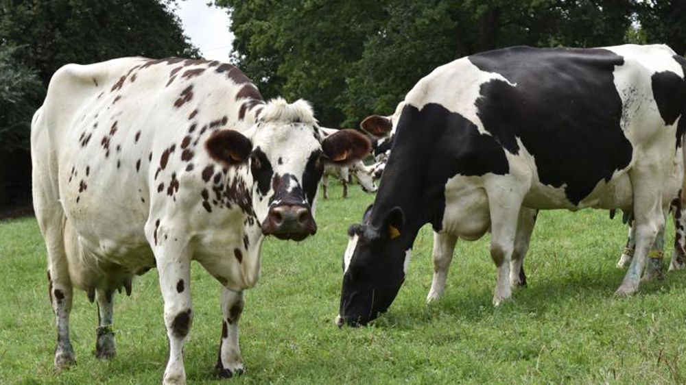 Deux filières françaises passées au crible