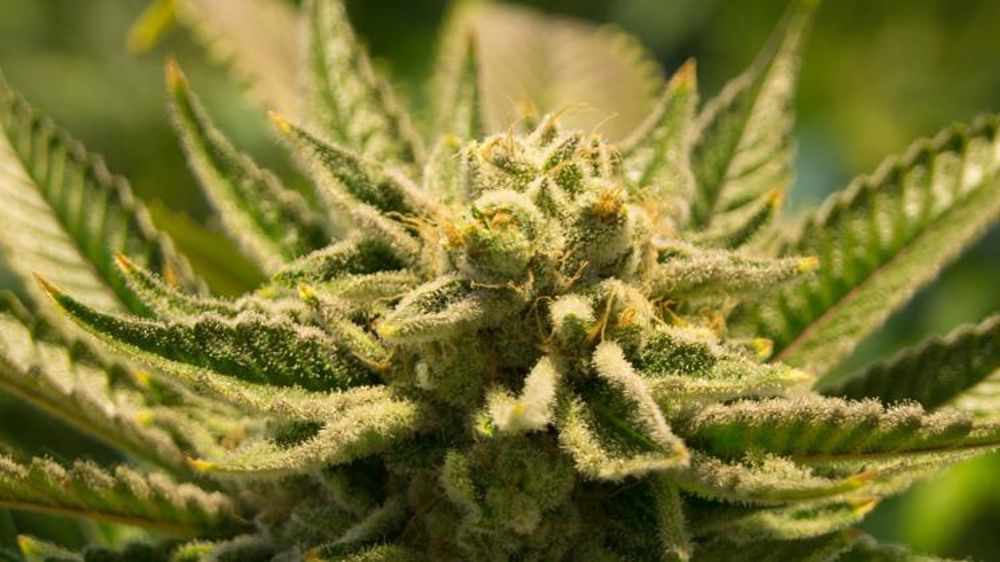 Des opportunités inexploitées, selon les professionnels