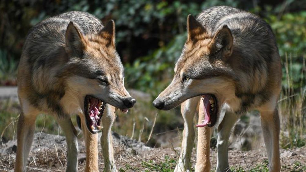 Férus dénonce le tir d’un loup dans un camping