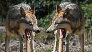 Férus dénonce le tir d’un loup dans un camping Férus dénonce le tir d’un loup dans un camping
