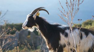 La chasse aux fraudes est ouverte en Corse La chasse aux fraudes est ouverte en Corse