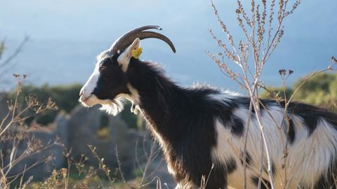 La chasse aux fraudes est ouverte en Corse La chasse aux fraudes est ouverte en Corse