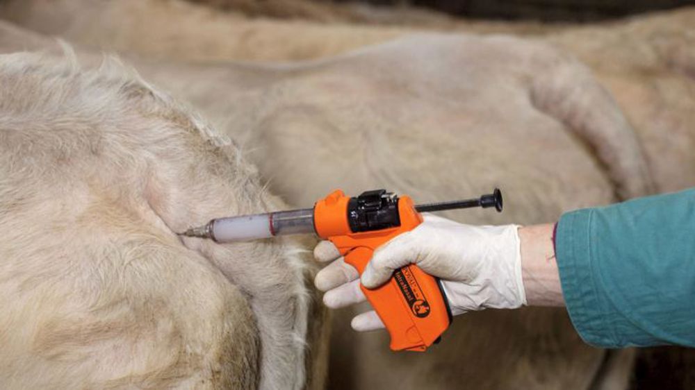 Jusqu’à 15 % de veaux nés aveugles cet hiver