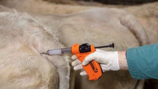 Jusqu’à 15 % de veaux nés aveugles cet hiver Jusqu’à 15 % de veaux nés aveugles cet hiver