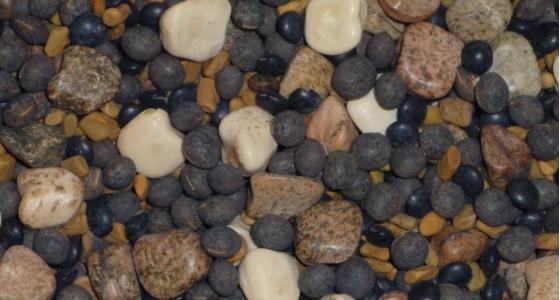 Composé de grains aux formes et aux tailles différentes, Colza-Fix reste homogène dans la trémie et facilite le semis. La forme atypique de la graine de fénugrec notamment permet de « tenir » le mélange. 