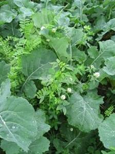 Selon Jouffray-Drillaud, le mélange spécifique de variétés, Plante-compagne JD colza, permet un gain de 10 à 15 % de rendement.