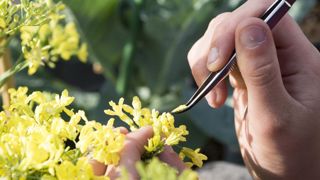 Un rapport pour développer les alternatives aux phytos Un rapport pour développer les alternatives aux phytos