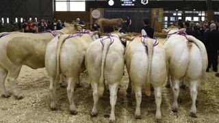 Six blondes d’Aquitaine vendues à 22,63 €/kg de carcasse Six blondes d’Aquitaine vendues à 22,63 €/kg de carcasse
