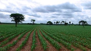 Tirée par le maïs, la prochaine récolte de céréales et oléagineux en hausse Tirée par le maïs, la prochaine récolte de céréales et oléagineux en hausse