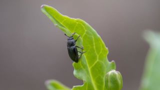 Les méligèthes sont là Les méligèthes sont là