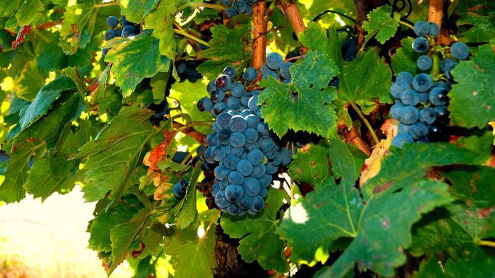 La relaxe requise pour deux châteaux bordelais