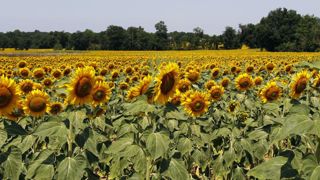 Les filières bio en croissance Les filières bio en croissance