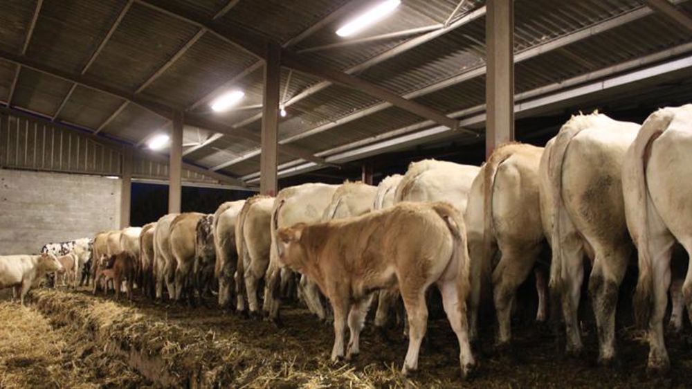 Les montants des aides aux veaux fixés