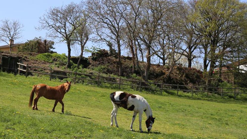 La rhinopneumonie a coûté autour de 5 millions d’euros