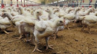 La Chine lève l’embargo sur le poulet français La Chine lève l’embargo sur le poulet français