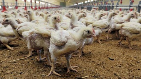 La Chine lève l’embargo sur le poulet français La Chine lève l’embargo sur le poulet français
