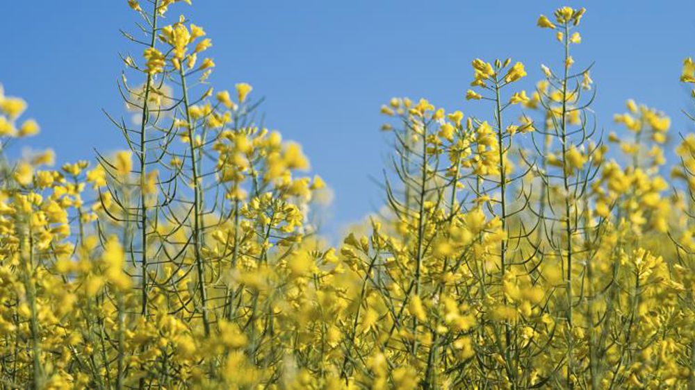 Pékin bloque un 2e producteur canadien