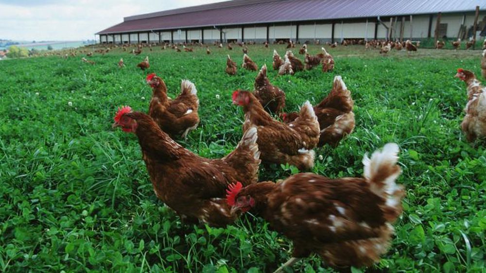 Fini les œufs de cages dans les produits Carrefour
