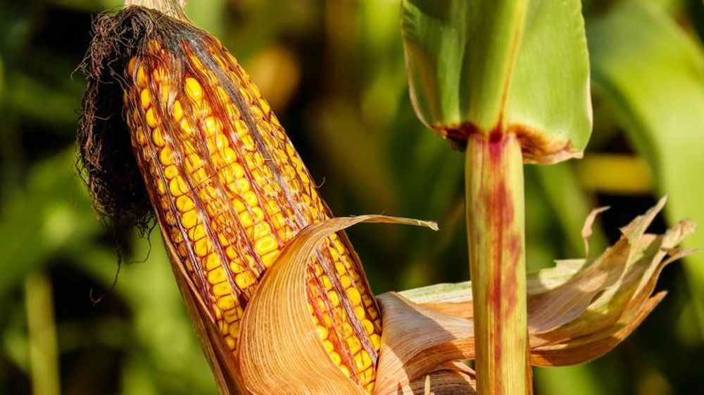 Douche froide pour le maïs