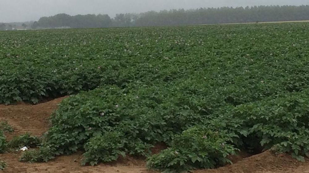 Des surfaces au sommet