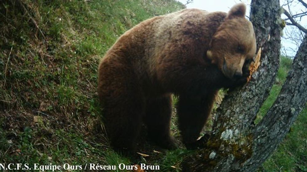 La Coordination rurale refuse la feuille de route « ours »