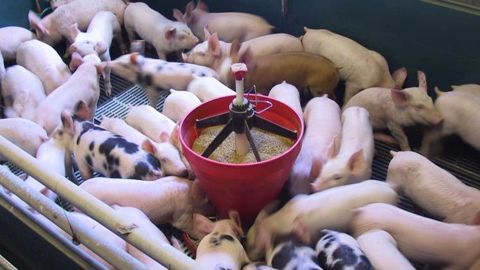 Pour « une baisse immédiate du prix des aliments »