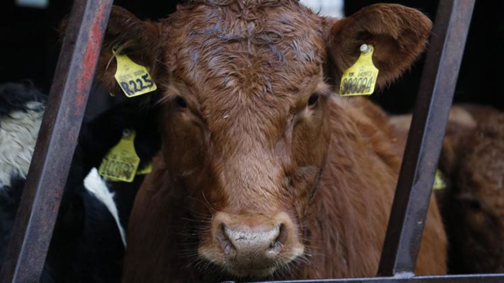 Deux nouvelles races éligibles